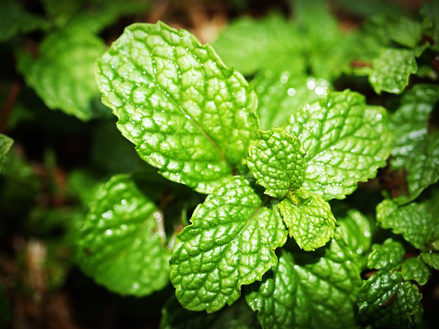herbal leaf